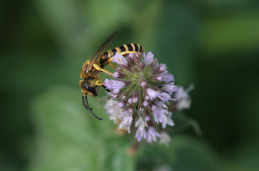 maschio di Halictus scabiosae
